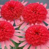 Echinacea Secret Passion